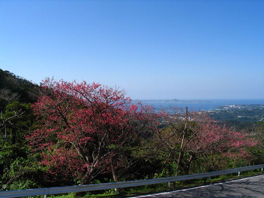 名護さくら©OCVB ocvb©IMG_1536