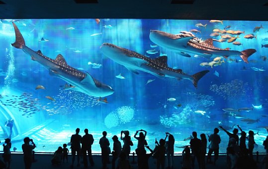 沖縄美ら海水族館 沖縄美ら海水族館 nahabusB_kuroshio