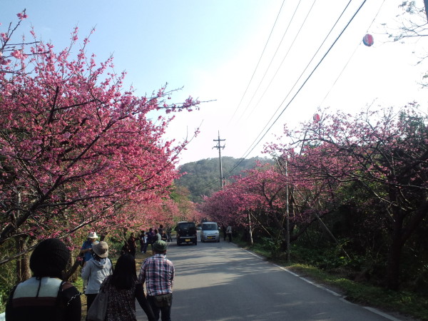 桜まつり©SG