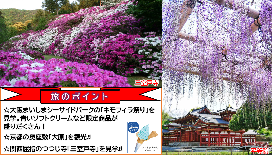 大阪まいしまシーサイドパークの「ネモフィラ祭り」を見学。青いソフトクリームなど限定商品が盛りだくさん！京都の奥座敷「大原」を観光。！