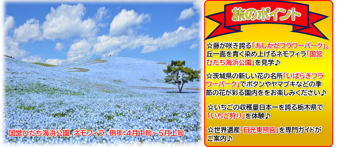 旅のポイント　藤が咲き誇る「あしかがフラワーパーク」。丘一面を青く染め上げるネモフィラ「国営ひたち海浜公園」を見学。茨城県の新しい花の名所「いばらきフラワーパーク」でボタンやヤマブキなどの季節の花が彩る園内をお楽しみください。また、いちごの収穫量日本一を誇る栃木県で「いちご狩り」の体験や、世界遺産「日光東照宮」を専門ガイドがご案内します。