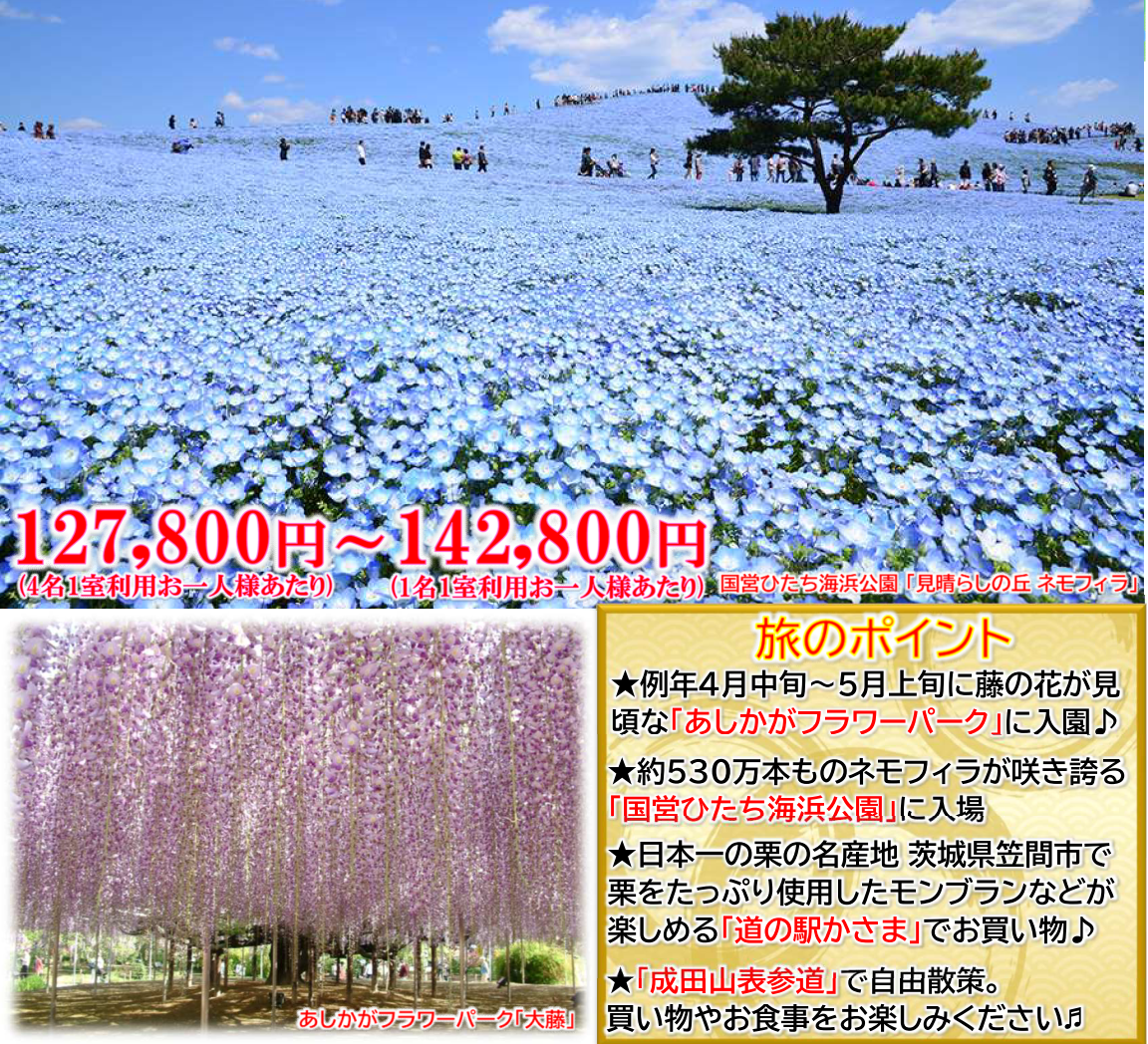 旅のポイント<ゴールデンウィーク>～ネモフィラ・藤の花・つつじ～春を彩る北関東名所めぐり【遊タイムツアー】
