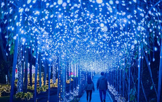 東南植物楽園イルミネーション　イメージ