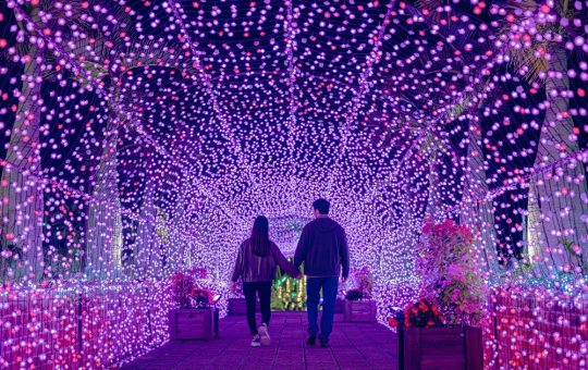 東南植物楽園イルミネーション　イメージ