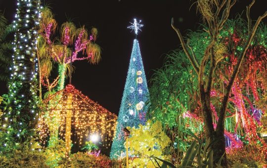 東南植物楽園イルミネーション　イメージ