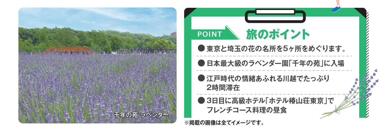 東京と埼玉の花の名所を５ヶ所をめぐります  日本最大級のラベンダー園「千年の苑」に入場  江戸時代の情緒あふれる川越でたっぷり ２時間滞在  ３日目に高級ホテル「ホテル椿山荘東京」でフレンチコース料理の昼食