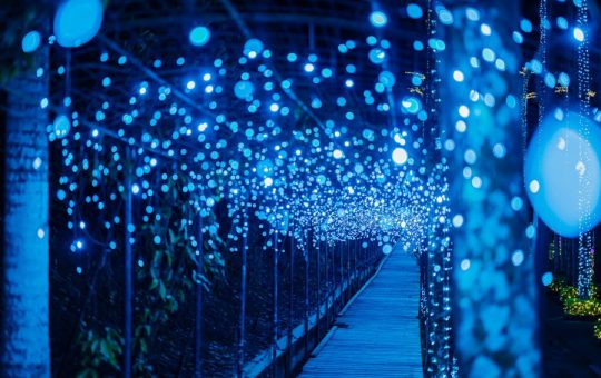 東南植物楽園イルミネーション　イメージ