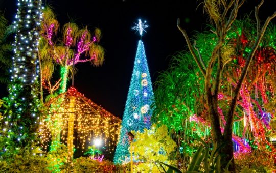 東南植物楽園イルミネーション　イメージ