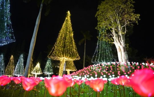 東南植物楽園イルミネーション　イメージ
