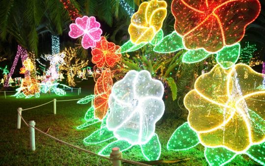 東南植物楽園イルミネーション　イメージ