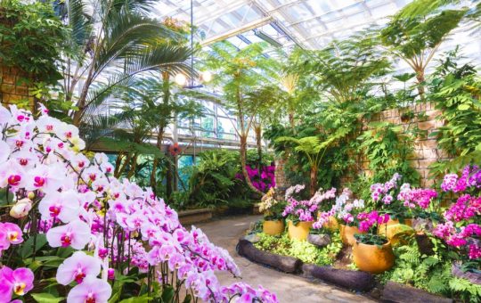 沖縄国際洋蘭博覧会 イメージ 沖縄国際洋蘭博覧会 イメージ