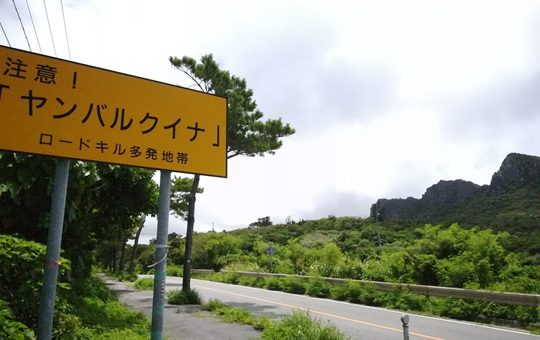 ヤンバルクイナ　注意　看板